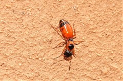 Opisthopsis rufithorax