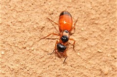 Opisthopsis rufithorax