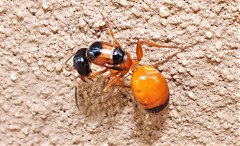 Opisthopsis rufithorax