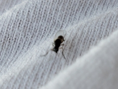 Simulium slossonae