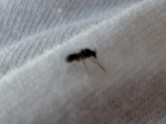 Simulium slossonae