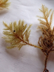 Pseudisothecium cardotii