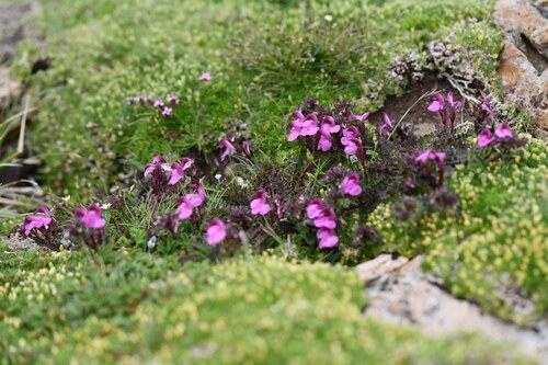Kerner's lousewort (Pedicularis kerneri)