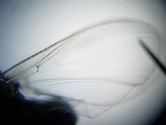 Simulium slossonae