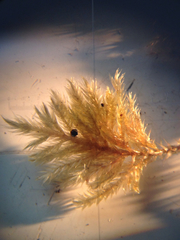 Pseudisothecium cardotii