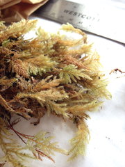 Pseudisothecium cardotii