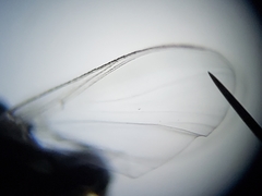 Simulium slossonae
