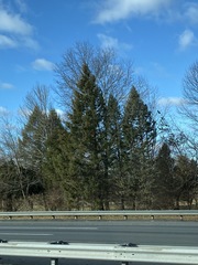 Juniperus virginiana virginiana