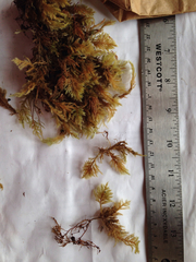 Pseudisothecium cardotii