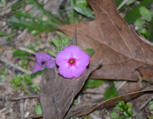 Annual phlox (Phlox drummondii)