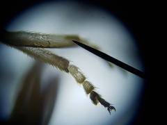 Simulium slossonae