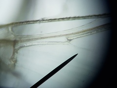 Simulium slossonae