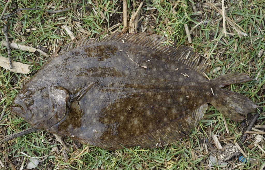 Largetooth Flounder from Sydney NSW, Australia on December 24, 2019 at