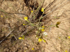 Gutierrezia californica