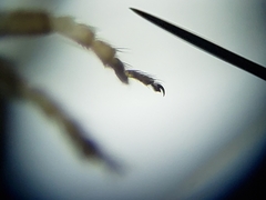 Simulium slossonae