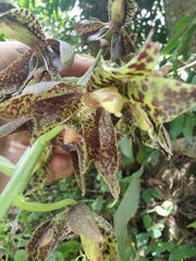 Catasetum cernuum, photograph (c) Cajá-manga, some rights reserved (CC BY)