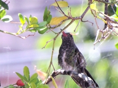 Chionomesa fimbriata