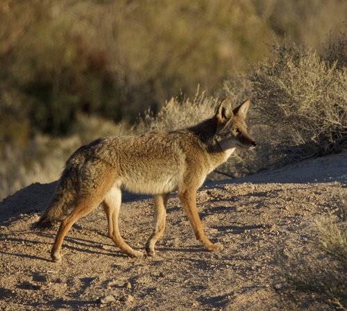 Coyote photographed in Nevada
