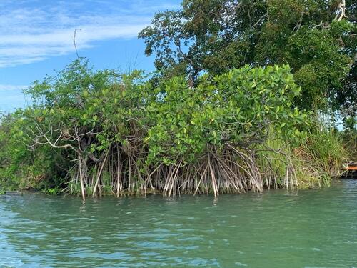 red mangrove