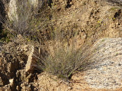 Gutierrezia californica