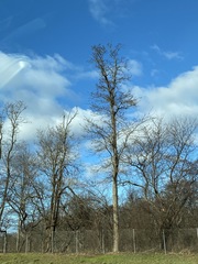 Populus deltoides deltoides