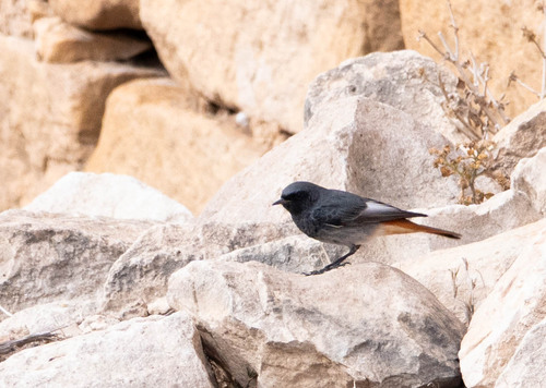 Black Redstart