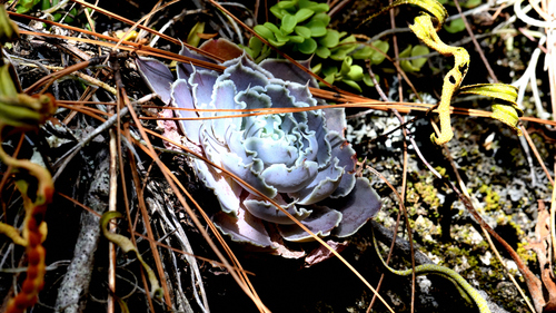 Foto de Rosa-de-pedra