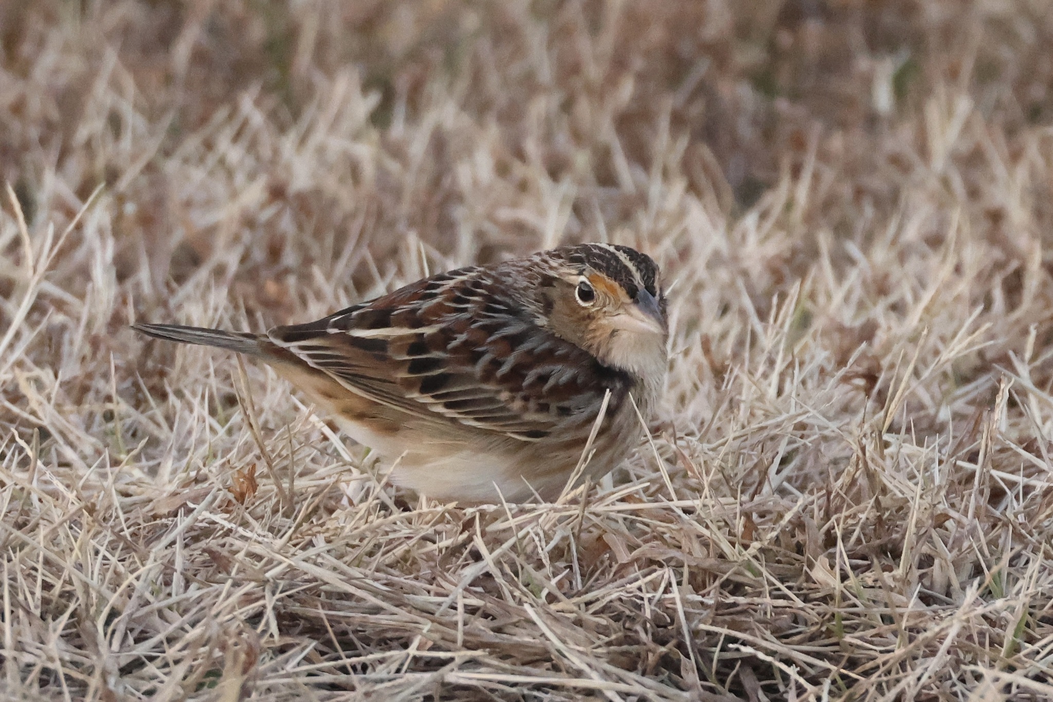 Ammodramus savannarum (J.F.Gmelin, 1789)