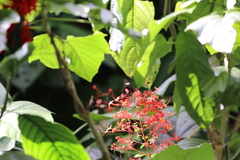 Troidini