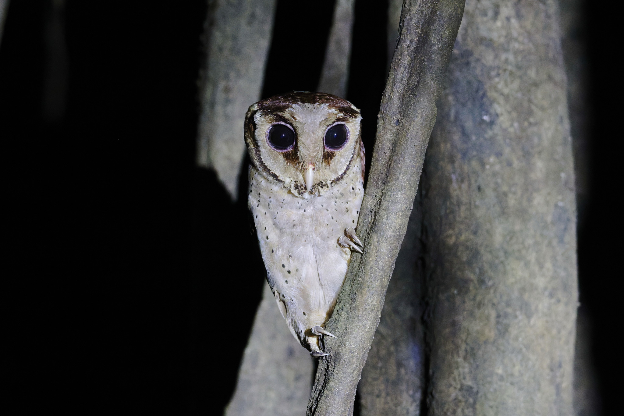 Oriental Bay Owl