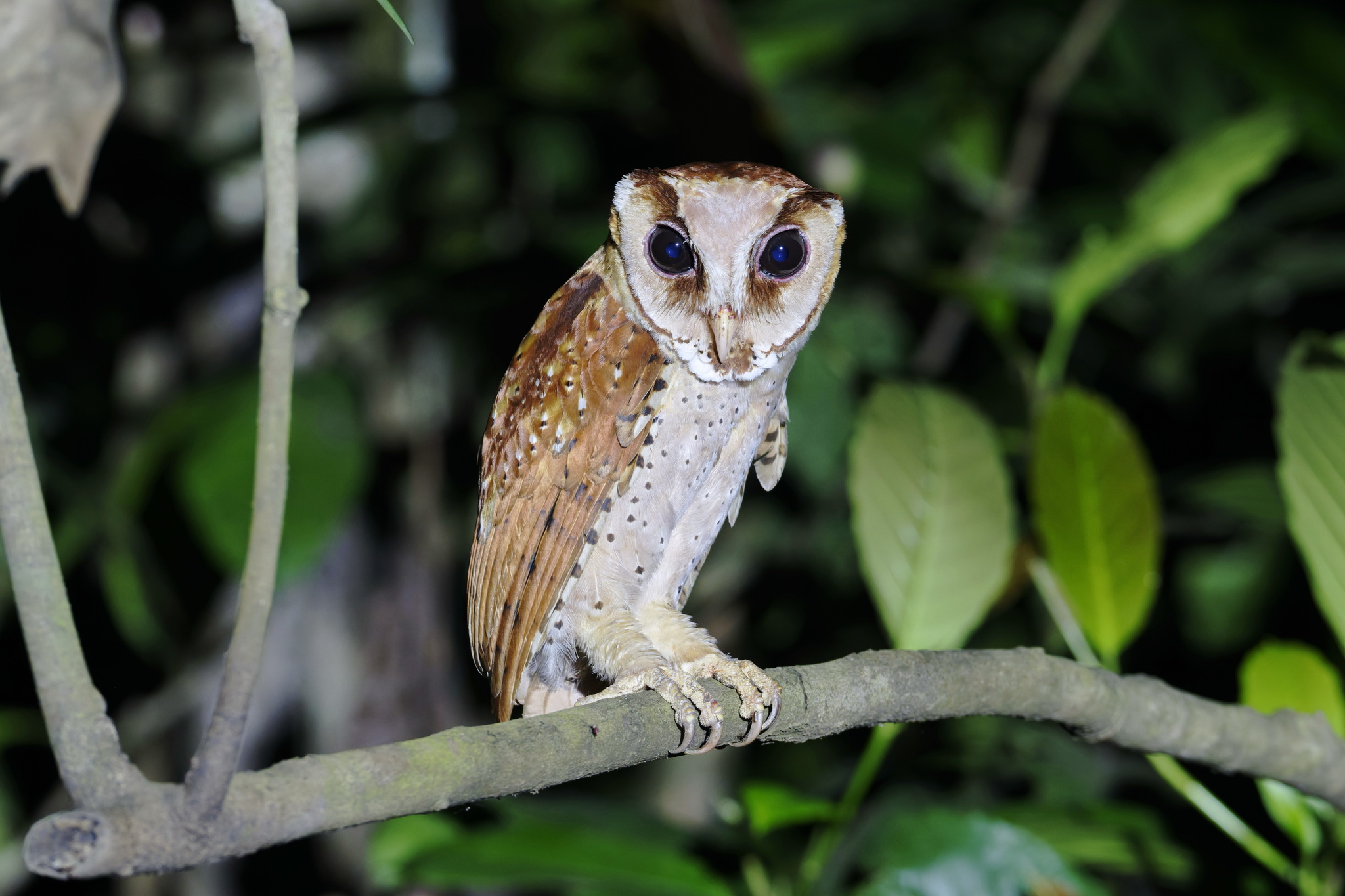 Oriental Bay Owl