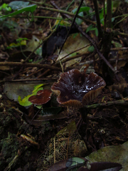 Fungi