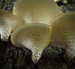 Polyporaceae