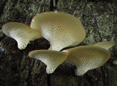 Polyporaceae