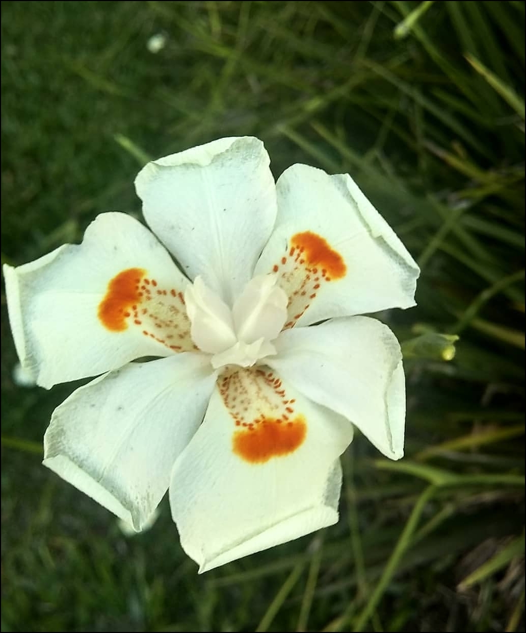 Dietes iridioides