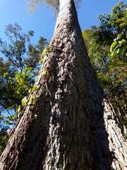 Ulmus mexicana