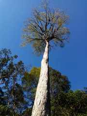 Ulmus mexicana