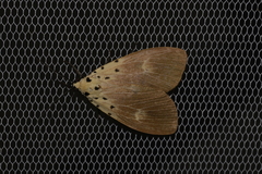 Asota iodamia