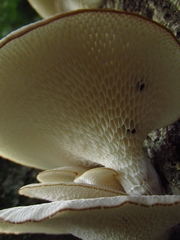 Polyporaceae