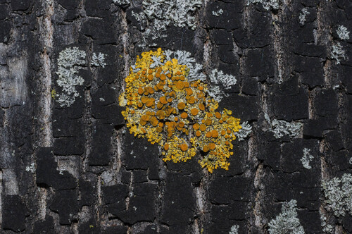 Gewöhnliche Gelbflechte