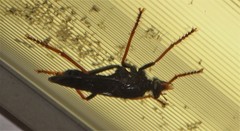 Proagonistes