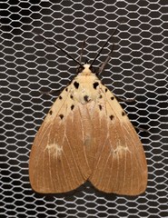 Asota iodamia