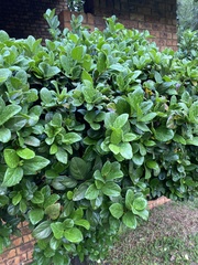 Gardenia jasminoides