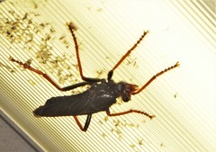 Proagonistes