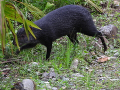 Dasyprocta fuliginosa