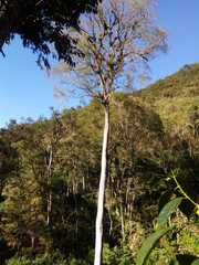 Ulmus mexicana