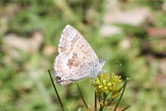 Theclinesthes miskini