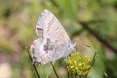 Theclinesthes miskini