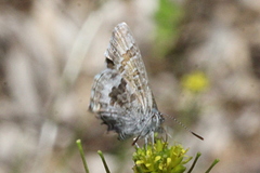 Theclinesthes miskini