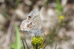 Theclinesthes miskini